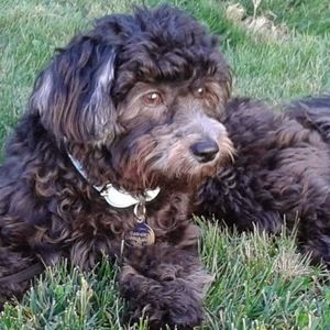 Meet your Posher, Fluffy